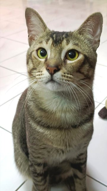 Kimchi  - Domestic Short Hair Cat