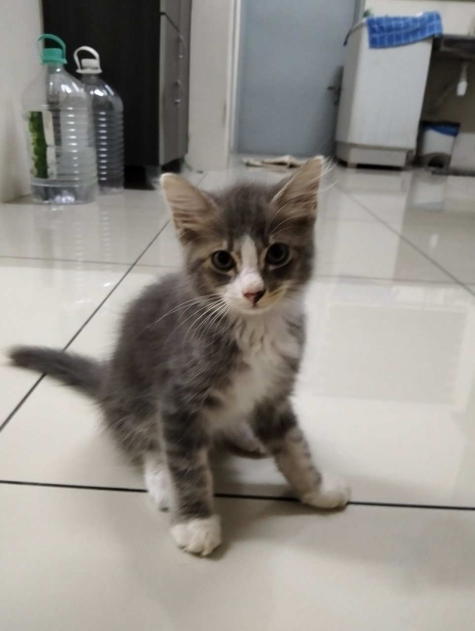 Bepo - Domestic Long Hair Cat