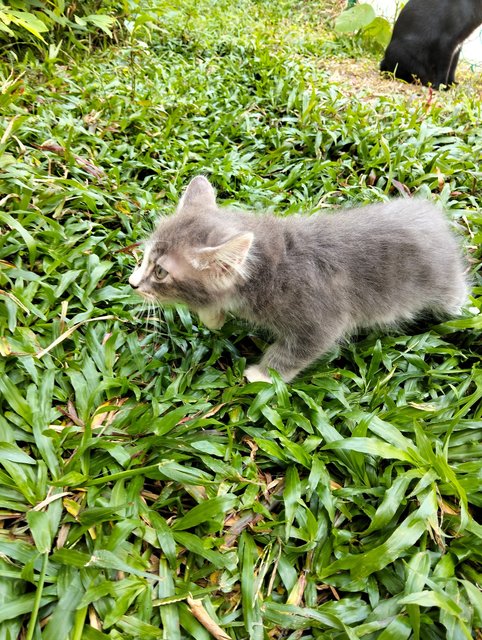 Bepo - Domestic Long Hair Cat