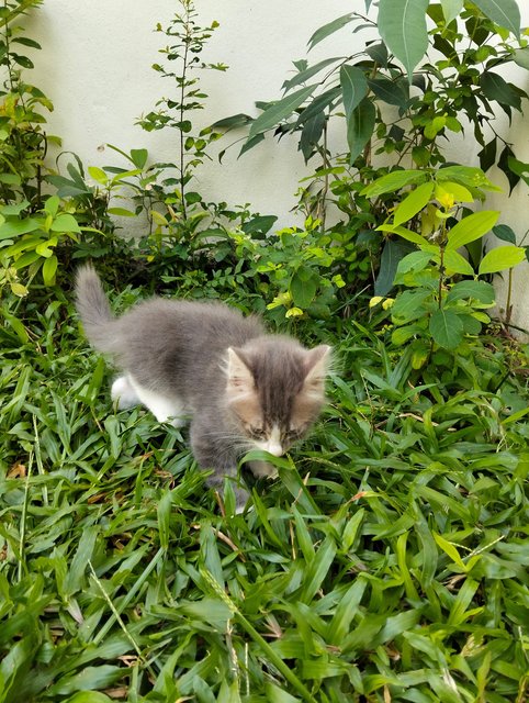 Bepo - Domestic Long Hair Cat