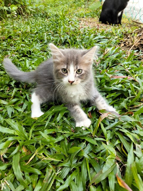 Bepo - Domestic Long Hair Cat