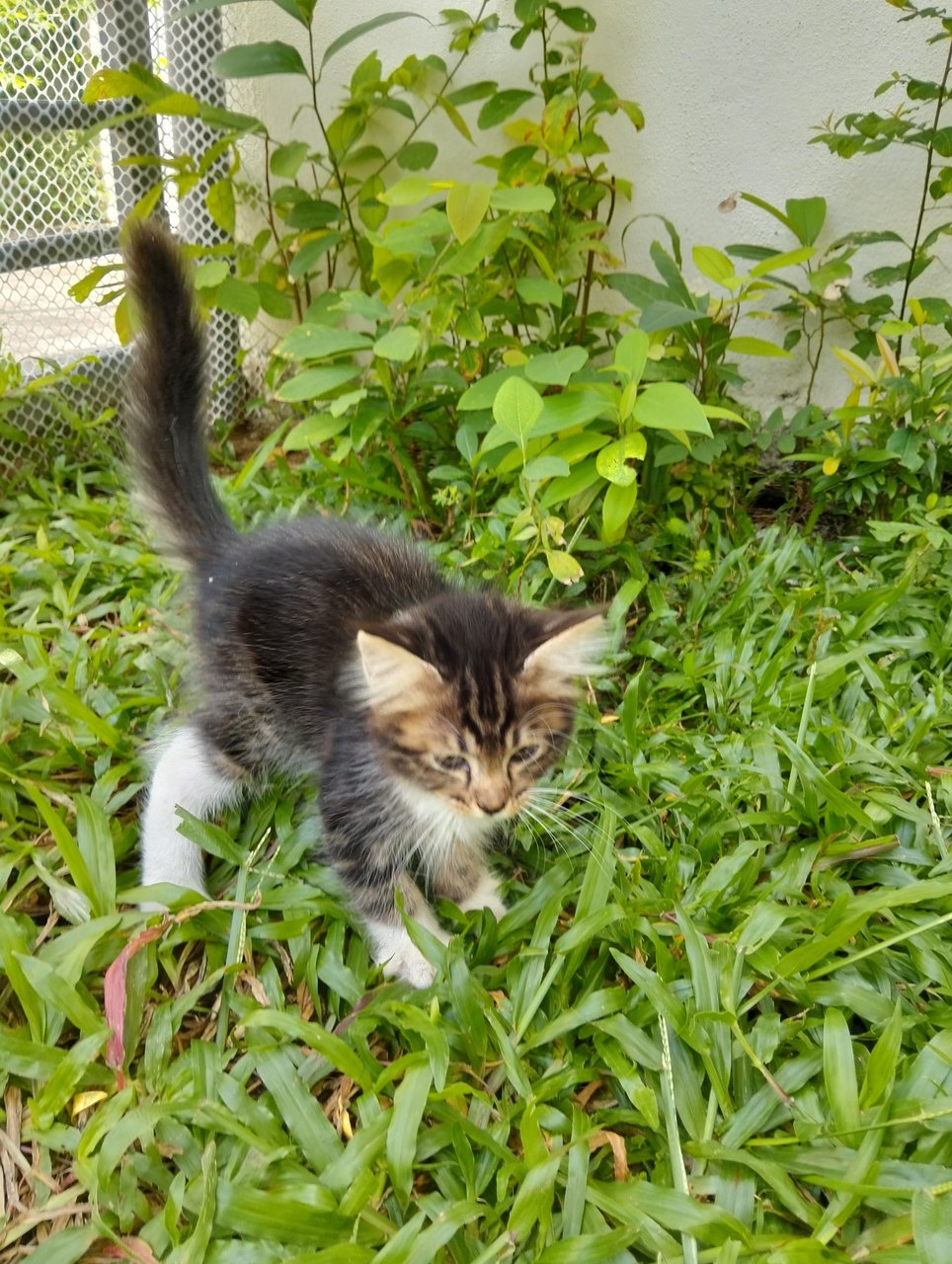 Brook - Domestic Long Hair Cat