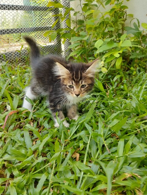 Brook - Domestic Long Hair Cat