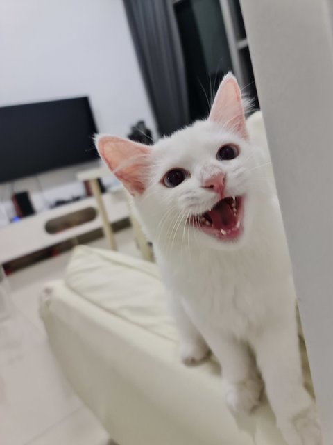 Snowie - Domestic Medium Hair Cat