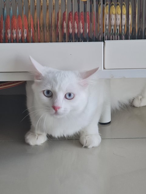 Snowie - Domestic Medium Hair Cat