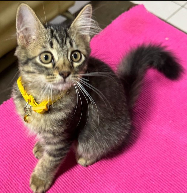 Cutie - Domestic Long Hair + Persian Cat