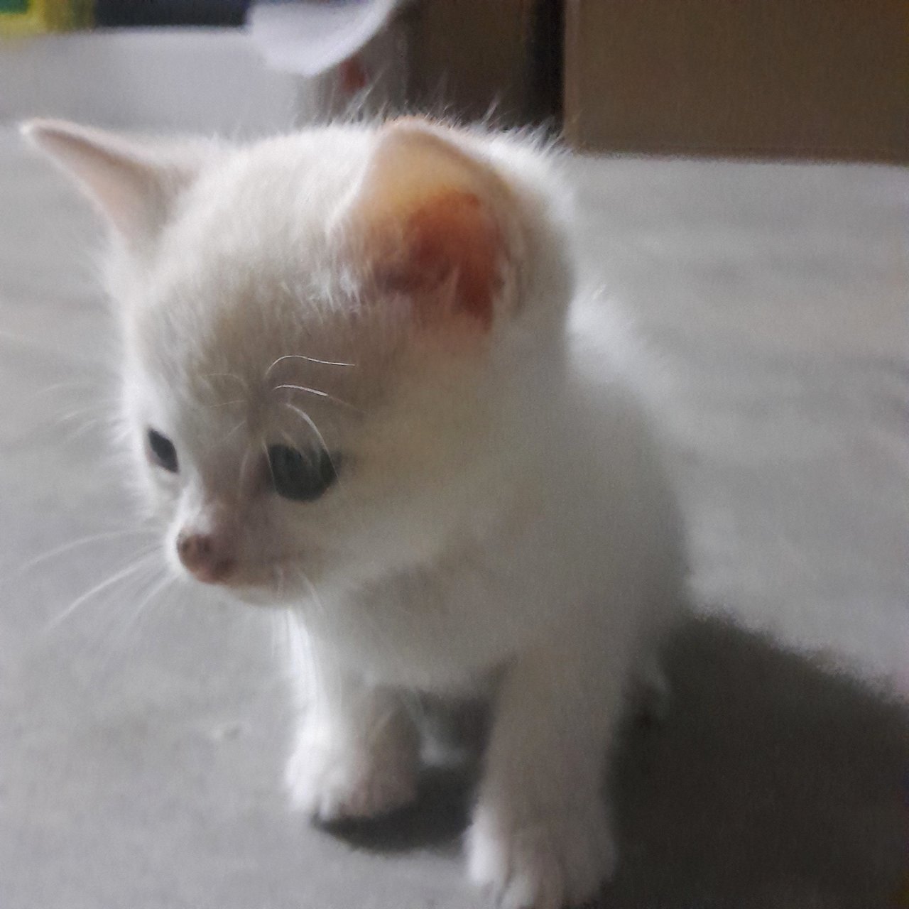 Fairy - Japanese Bobtail + Domestic Short Hair Cat