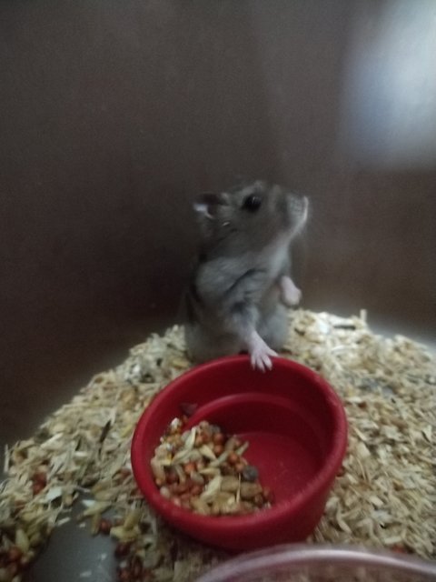 PF139524 - Short Dwarf Hamster Hamster