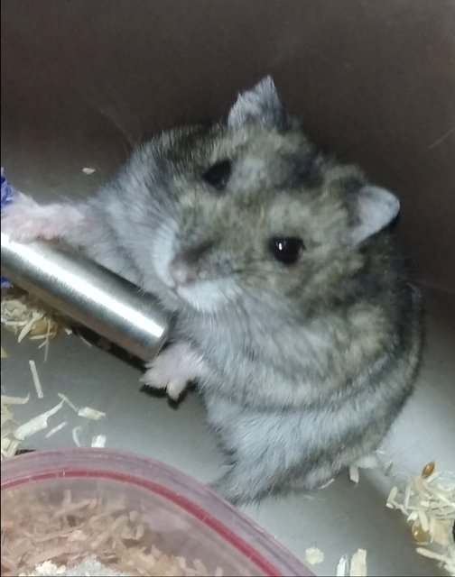 PF139524 - Short Dwarf Hamster Hamster