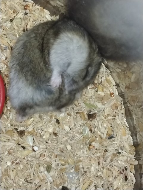 PF139524 - Short Dwarf Hamster Hamster