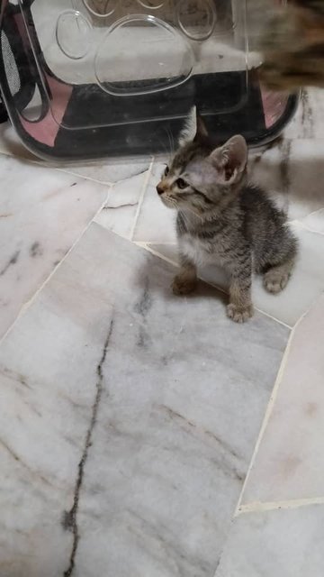 Ticky - Japanese Bobtail + Domestic Short Hair Cat