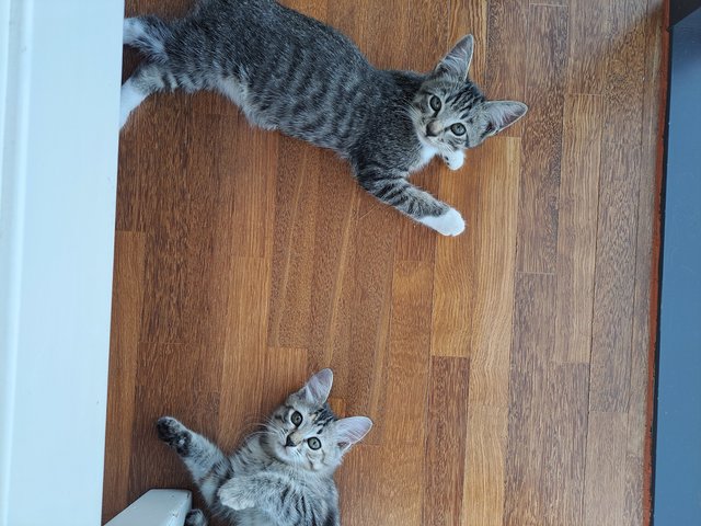 Blossom &amp; Brushie - Domestic Short Hair + Domestic Medium Hair Cat