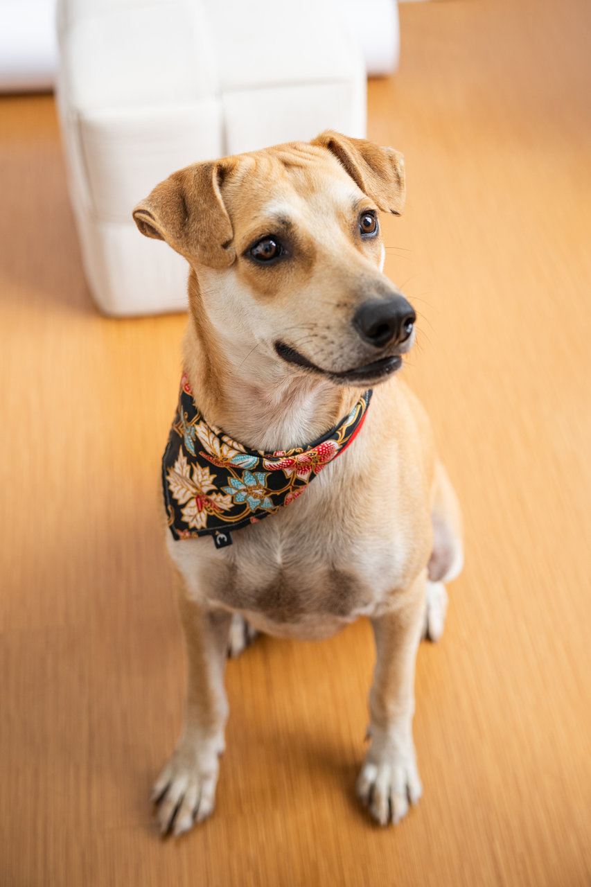 Yellow Nugget - Mixed Breed Dog