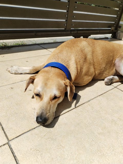 Yellow Nugget - Mixed Breed Dog