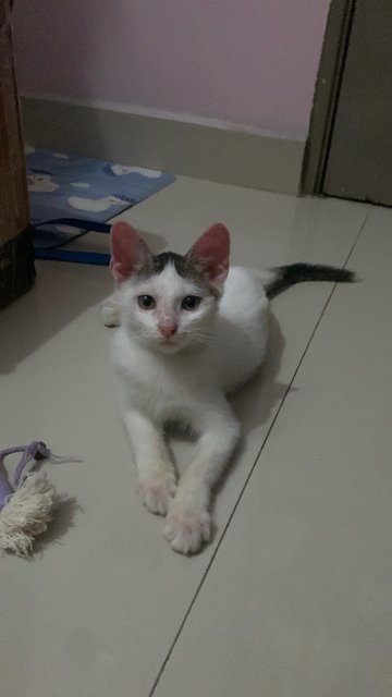 Pungut Mochi - Domestic Short Hair Cat