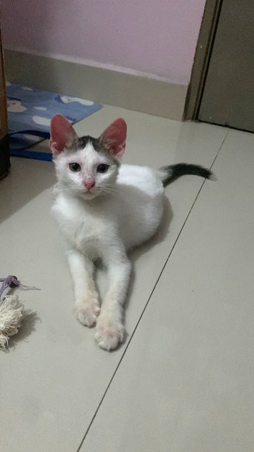 Pungut Mochi - Domestic Short Hair Cat