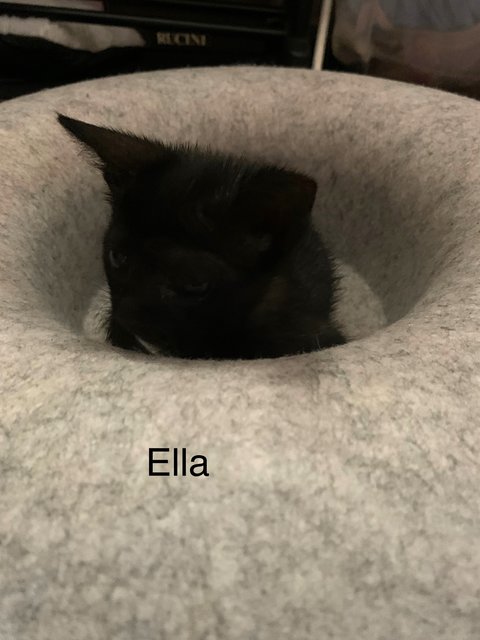 Cinder &amp; Ella - Domestic Short Hair Cat