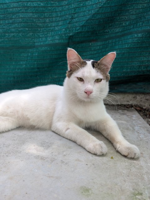 Joey  - Domestic Medium Hair Cat