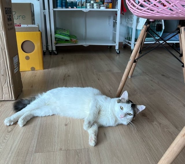 Joey  - Domestic Medium Hair Cat
