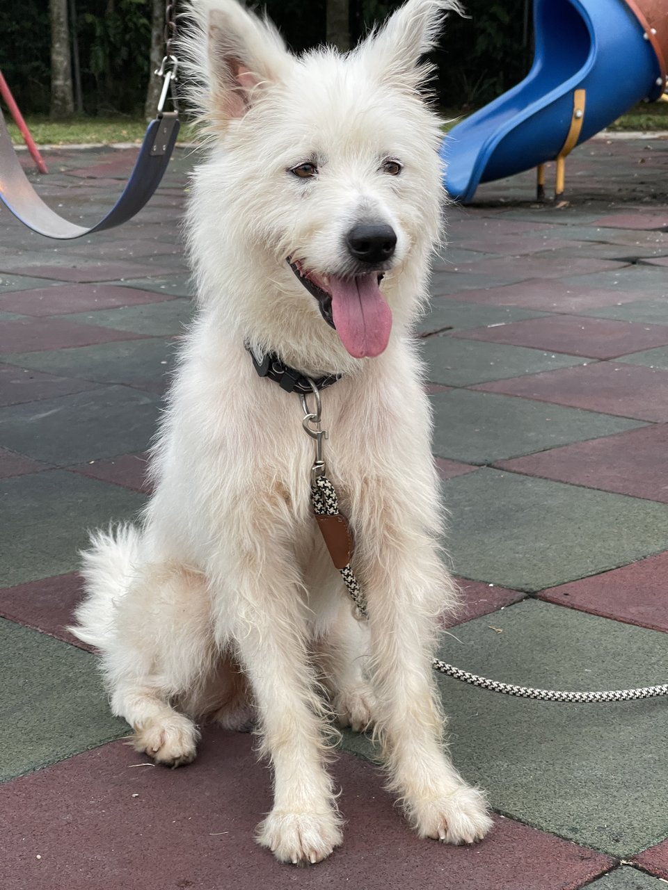 Whity - West Highland White Terrier Westie + Samoyed Dog