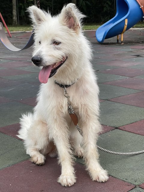 Whity - West Highland White Terrier Westie + Samoyed Dog