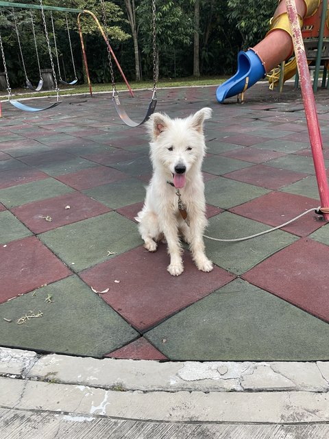 Whity - West Highland White Terrier Westie + Samoyed Dog