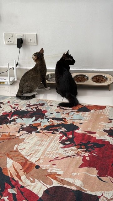 Poppy And Nami - Domestic Long Hair + Domestic Short Hair Cat