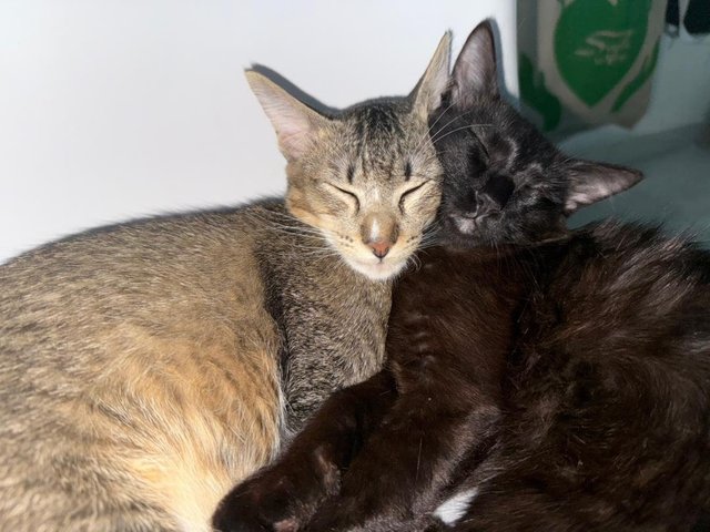 Poppy And Nami - Domestic Long Hair + Domestic Short Hair Cat