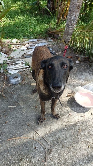 Julee,teddy - Rottweiler + Shepherd Dog