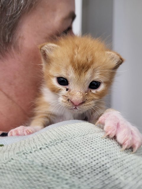 Biscuits - Domestic Short Hair Cat