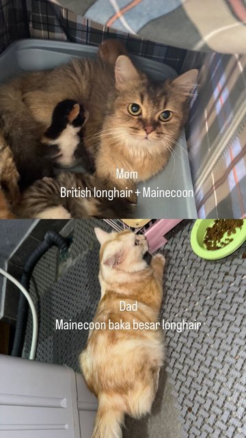 Lovee - British Shorthair + Maine Coon Cat