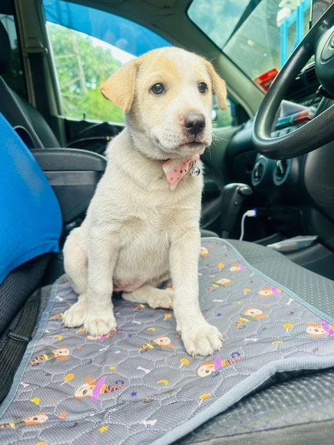 Latte.  - Labrador Retriever Mix Dog
