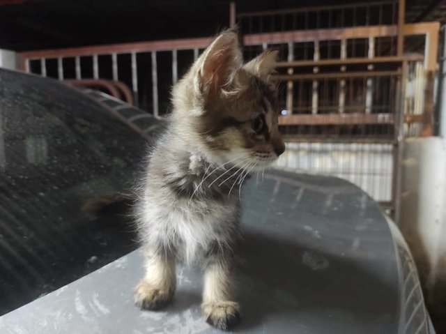 Mae - Domestic Long Hair Cat