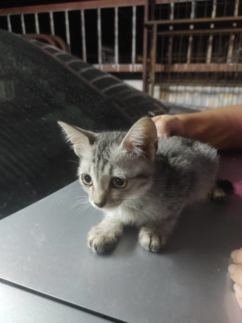 Snow - Domestic Short Hair Cat