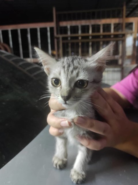 Snow - Domestic Short Hair Cat