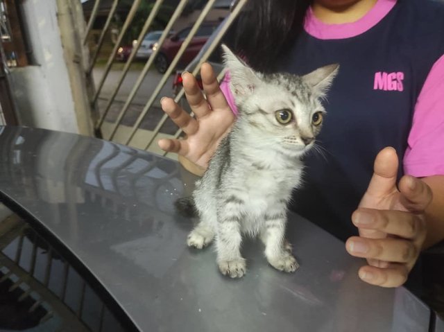 Snow - Domestic Short Hair Cat