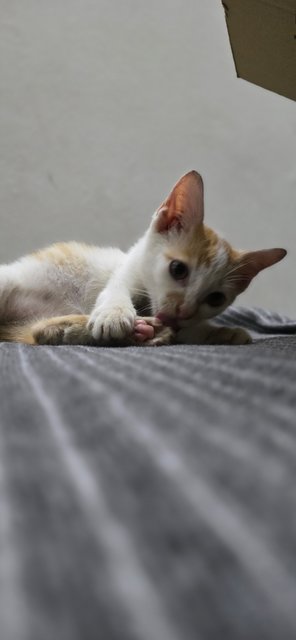 Handsome Rob - Domestic Short Hair Cat