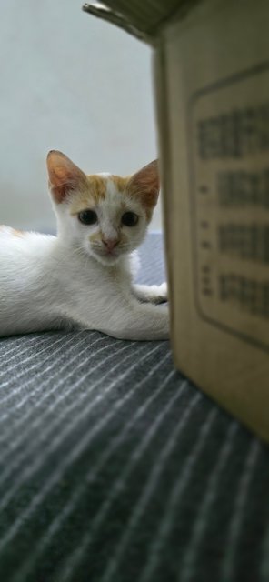 Handsome Rob - Domestic Short Hair Cat