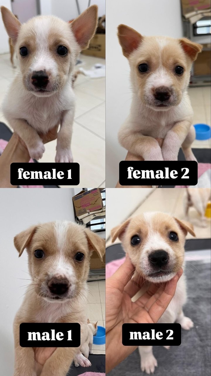 8 Puppy For Adoption - Retriever Mix Dog