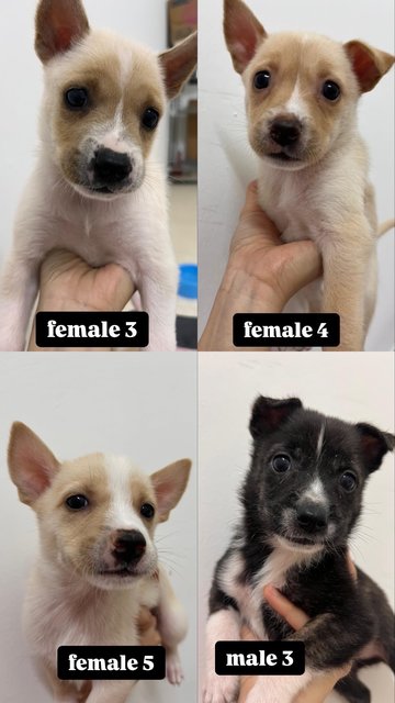 8 Puppy For Adoption - Retriever Mix Dog