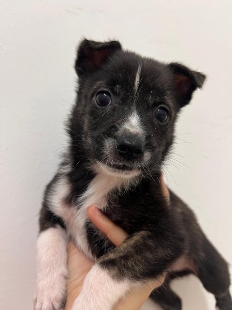 8 Puppy For Adoption - Retriever Mix Dog