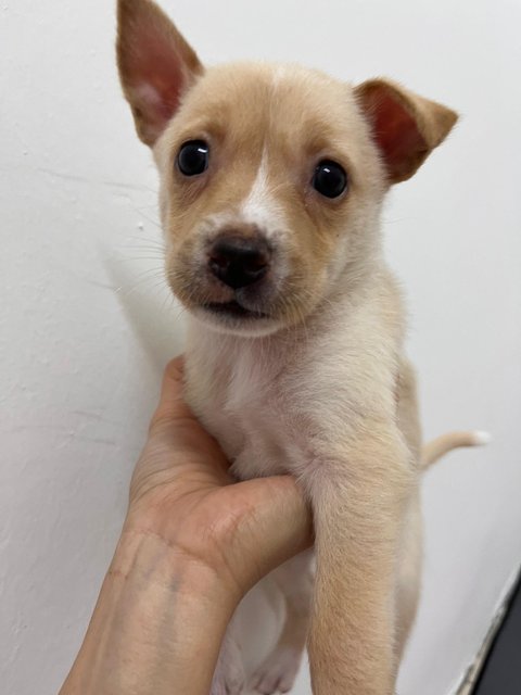 8 Puppy For Adoption - Retriever Mix Dog