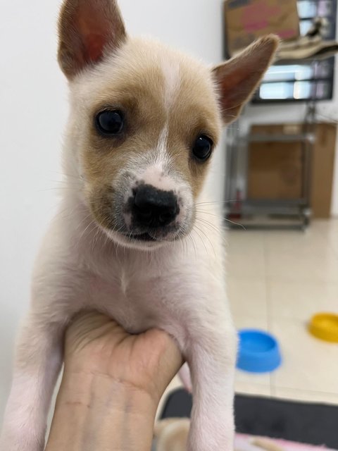 8 Puppy For Adoption - Retriever Mix Dog