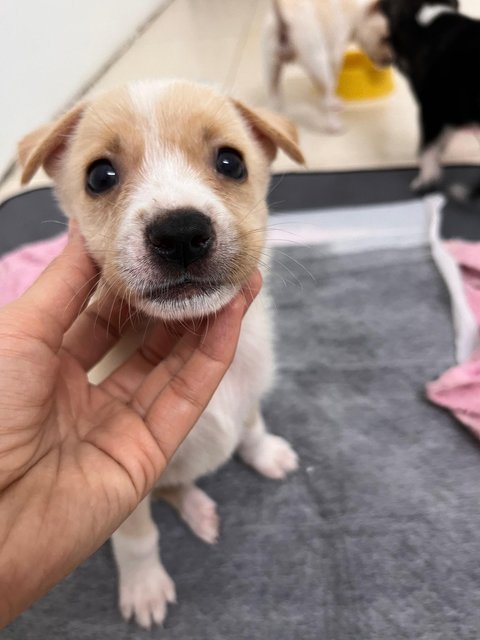 8 Puppy For Adoption - Retriever Mix Dog