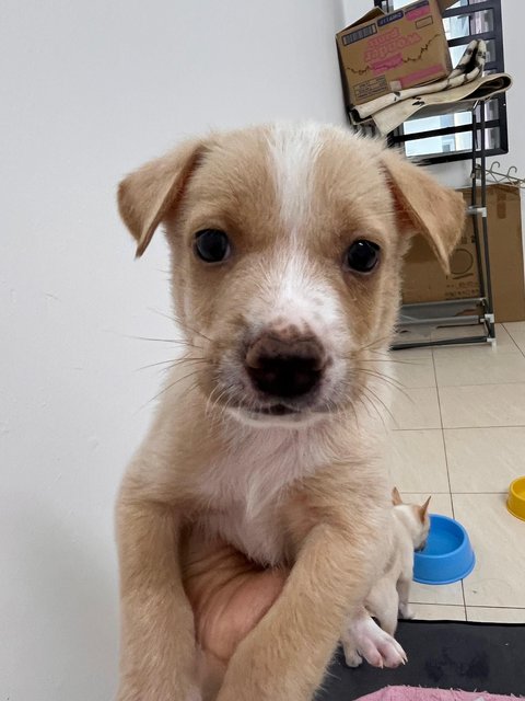 8 Puppy For Adoption - Retriever Mix Dog