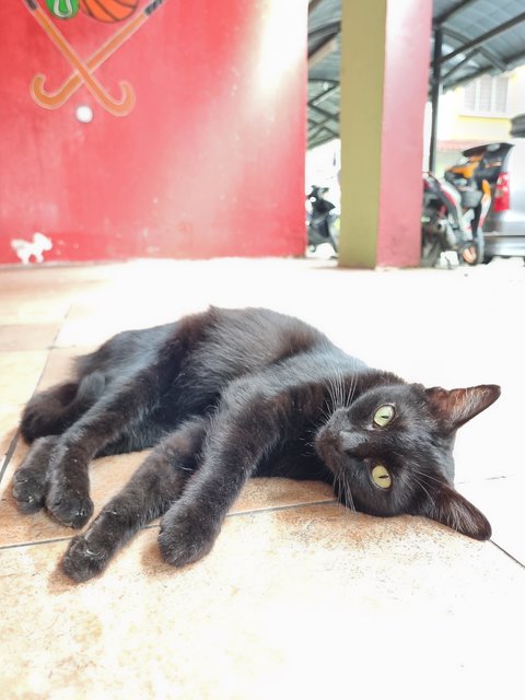 Ailin - Domestic Short Hair Cat