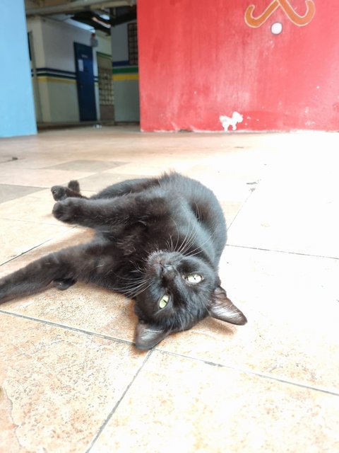 Ailin - Domestic Short Hair Cat
