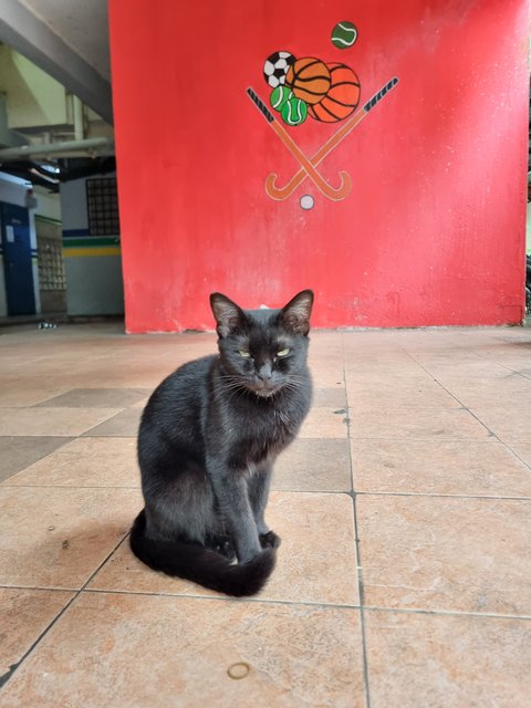 Ailin - Domestic Short Hair Cat