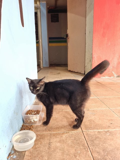 Ailin - Domestic Short Hair Cat