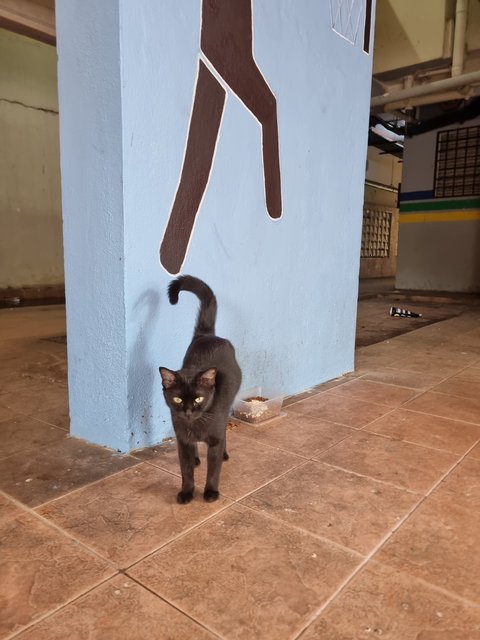 Ailin - Domestic Short Hair Cat